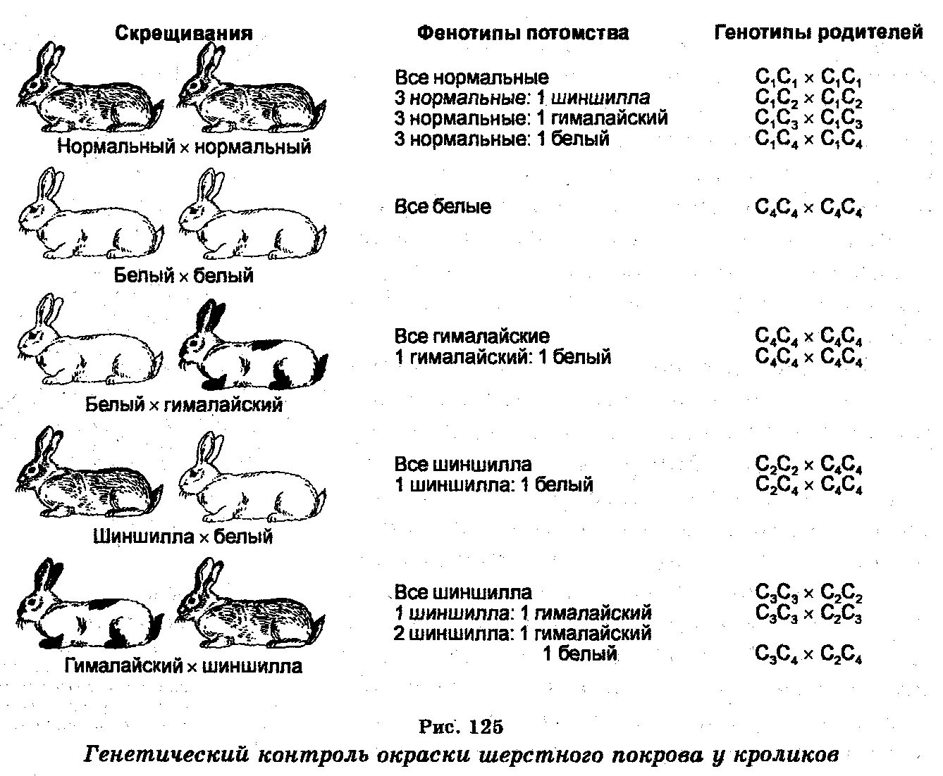 Скрещивание породистых. Схема скрещивания кроликов. Схема скрещивания кроликов разных пород. Таблица скрещивания пород кроликов. Генетика кроликов.