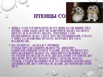 Продолжительность жизни совы