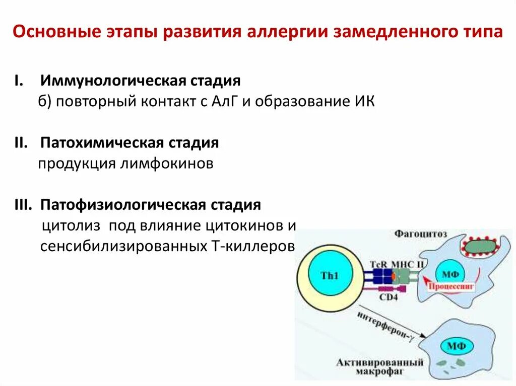 Схема развития клеточно опосредованной аллергической реакции 37.Аллергические реакции цитотоксического (цитолитического) типа II тип по Gel