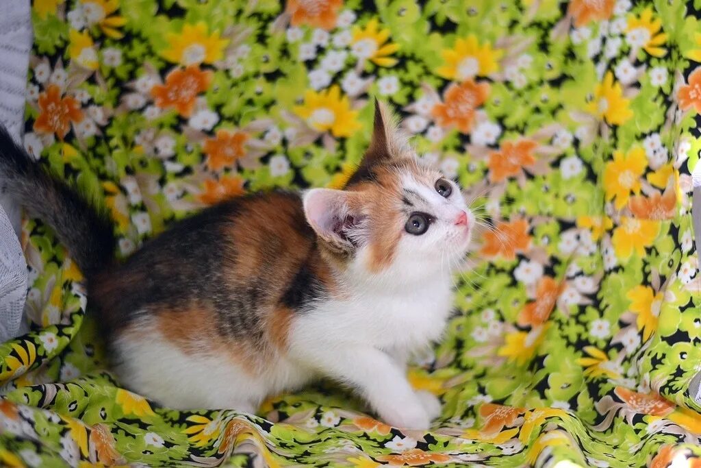Трехцветный котенок. Трёхцветные котята в добрые руки. Трехцветные котята москва. Трёхцветная кошка пушистая. Рыже черно белый котенок.