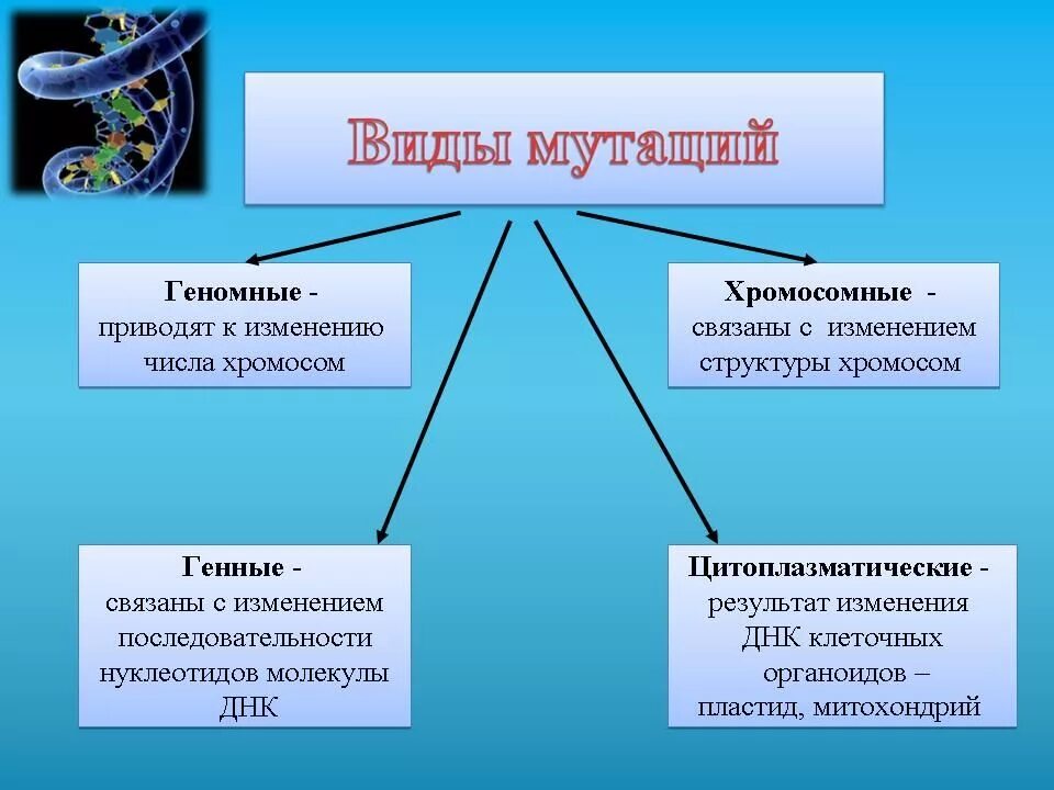 Формы геномных мутаций. Мутации приводящие к изменению число. Изменчивость связанная с изменением числа хромосом. Геномные мутации изменение числа хромосом. Изменение количества хромосом мутация