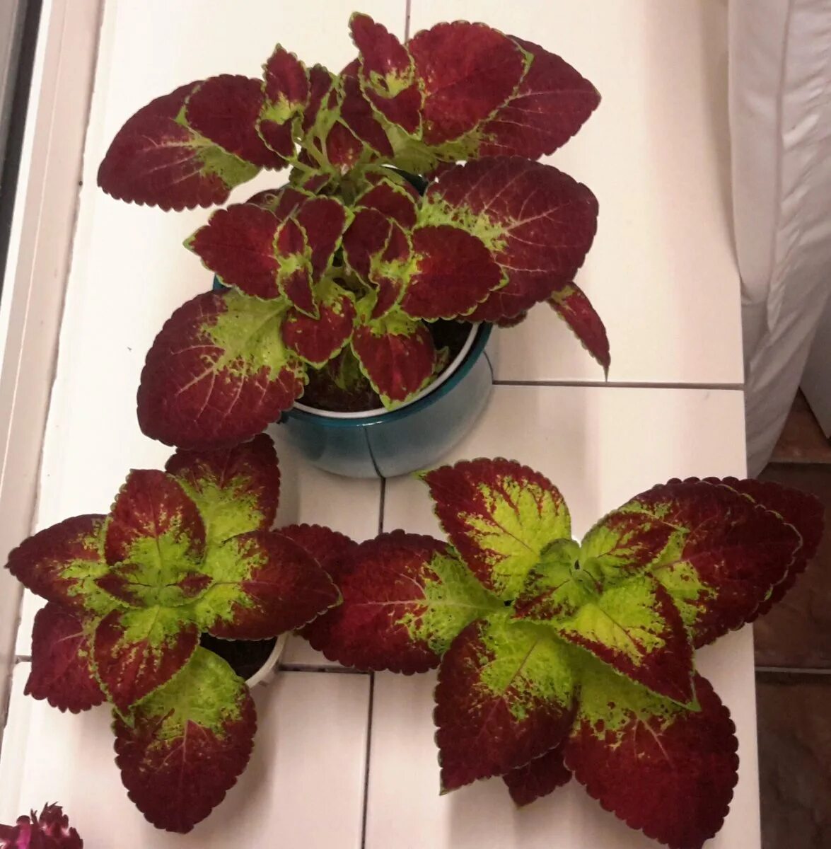 Колеус зимует. Колеус kona red. колеус coleus combat. колеус allison. колеус кингвуд.