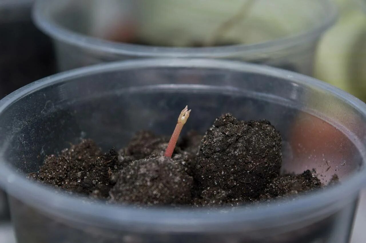 Как вырастить семена личи. Росток личи. росток личи из косточки. всходы личи. прорастить семечко личи.