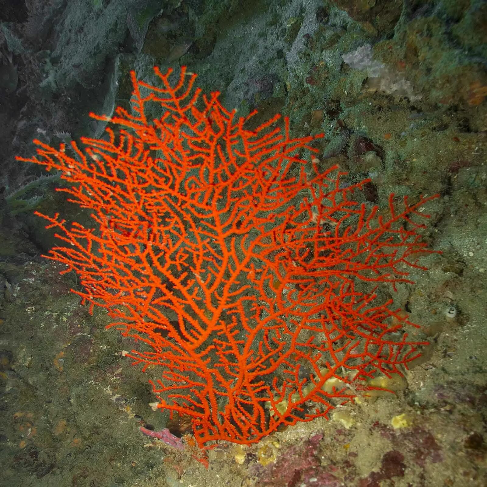 Коралл Shiro. Солнечник кораллы. Алый сардинистый коралл. Notocyathus коралл.