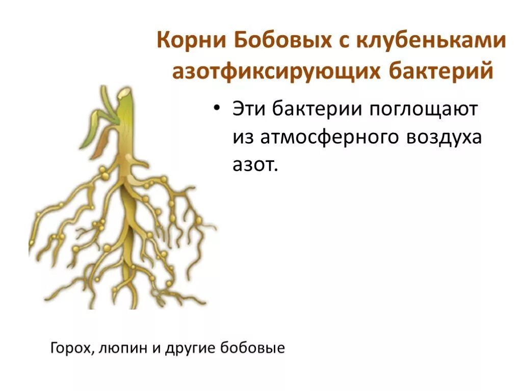 Клубеньки на корнях бобовых. Азотфиксирующие клубеньки бобовых. Корневые клубеньки на корнях бобовых. Корневые клубеньки строение. Клубенек гороха