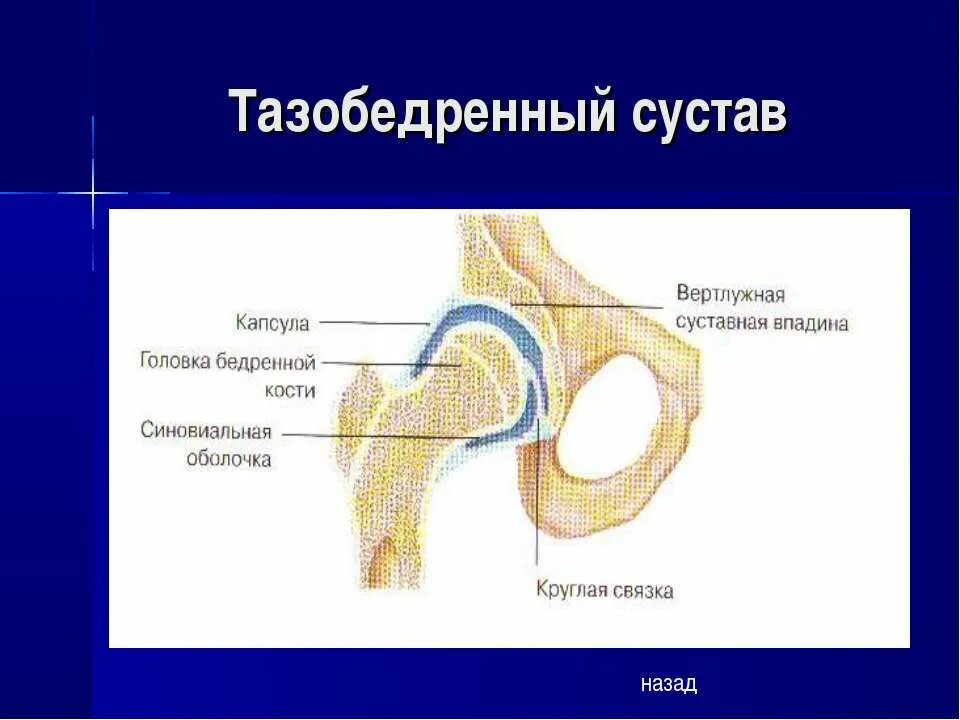 Бедренная кость тип соединения костей. Соединение тазобедренный сустав анатомия. Тип соединения костей в тазобедренном суставе. Вертлужная впадина тазобедренного сустава. Тип соединения бедренной кости.