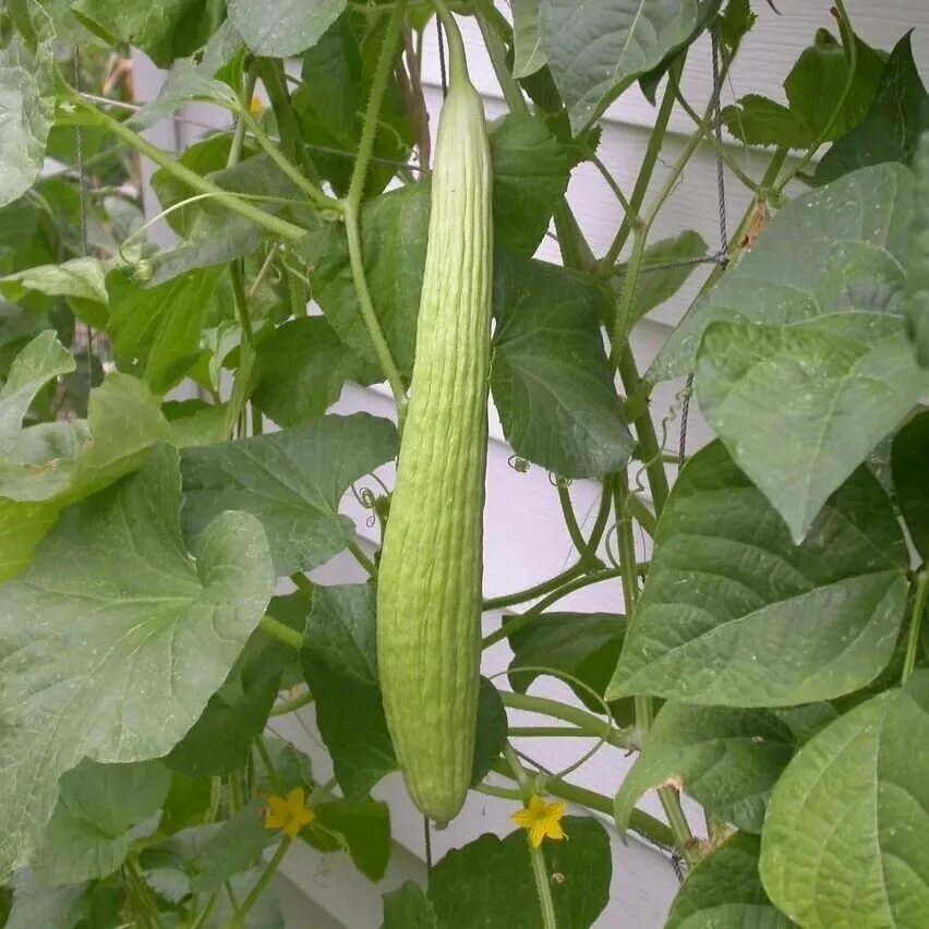 огурдыня армянский огурец. тортарелло бареззе семена алтая. дыня армянский огурец. армянский огурец отзывы. торторелла армянский огурец.