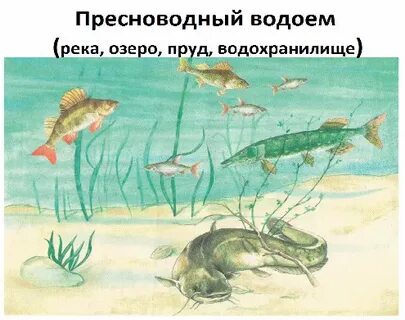 Рыбы соленых водоемов