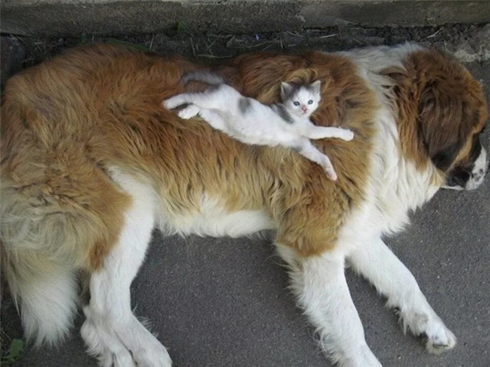 Большие собаки и кошки. Гигантские кошки и собаки. Кот и собака дружат. Дружба кошки и собаки. Сенбернар и кот.