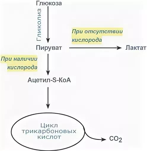 Глюкоза ацетил коа. Пути превращения пировиноградной кислоты. Пути превращения Глюкозы в пируват. Превращение ацетил КОА В пируват.