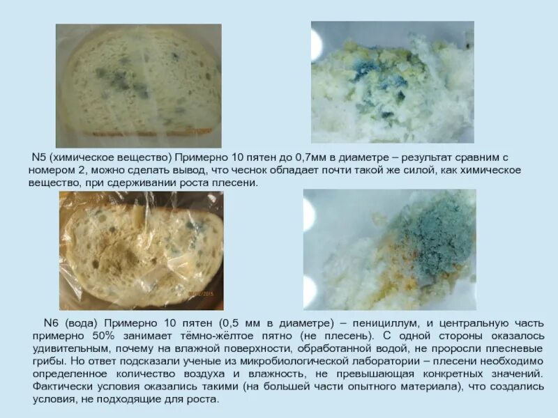 Рост плесени. Плесень в жидкости. Химические вещества в плесени. Как отличить черную плесень. Как сделать плесень