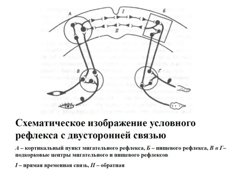 Рефлекторная дуга условного рефлекса схема. Схему образования дуги условного рефлекса.. Схема выработки условного мигательного рефлекса. Рефлекторная дуга условного мигательного рефлекса.