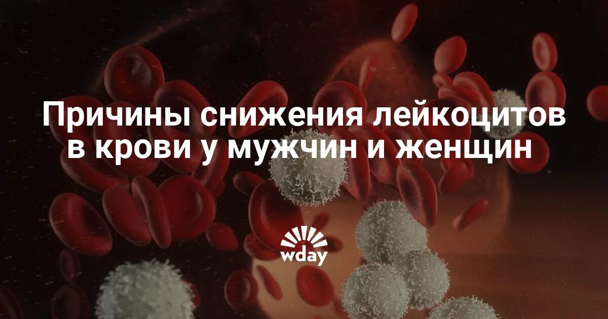 Высокие лейкоциты в крови у мужчины. Понижение лейкоцитов. Причины снижения лейкоцитов. Лейкоциты снижены причины. Уменьшение лейкоцитов в крови причины.