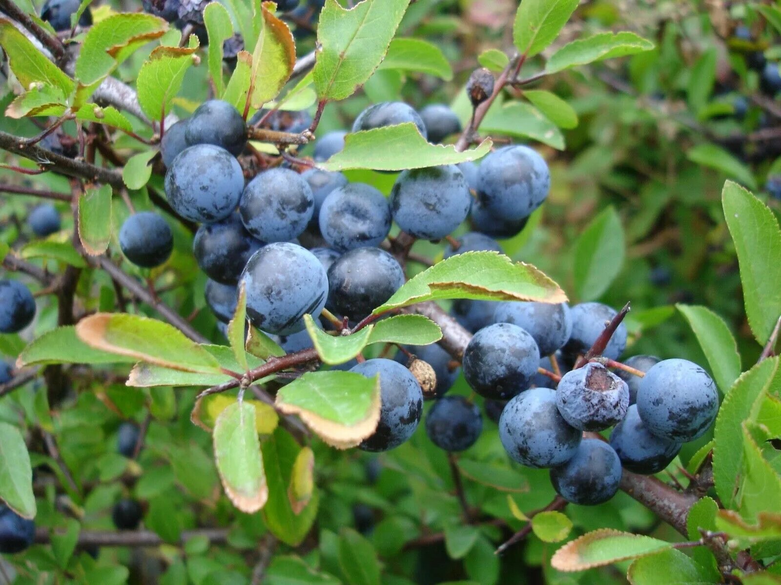 Тёрн ягода. Терн (prunus spinosa). Терн дикий кустарник. Слива колючая терн. Терн дикий кустарник.