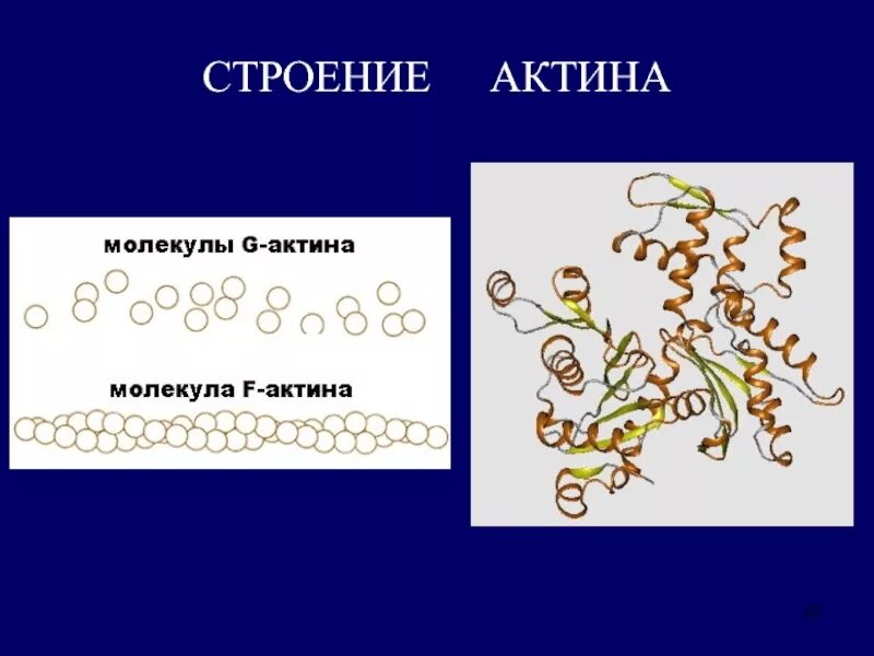 Состав актина. Структура актина биохимия. Строение актина. Актин структура. Строение молекулы актина.