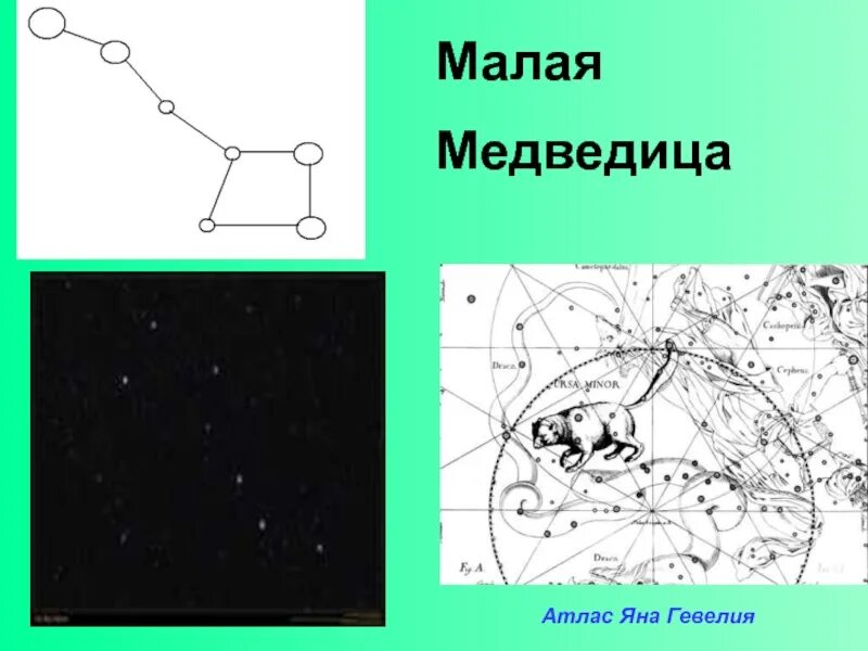 Большая медведица карты. Малая Медведица. Малая Медведица атлас. Малая Медведица презентация.