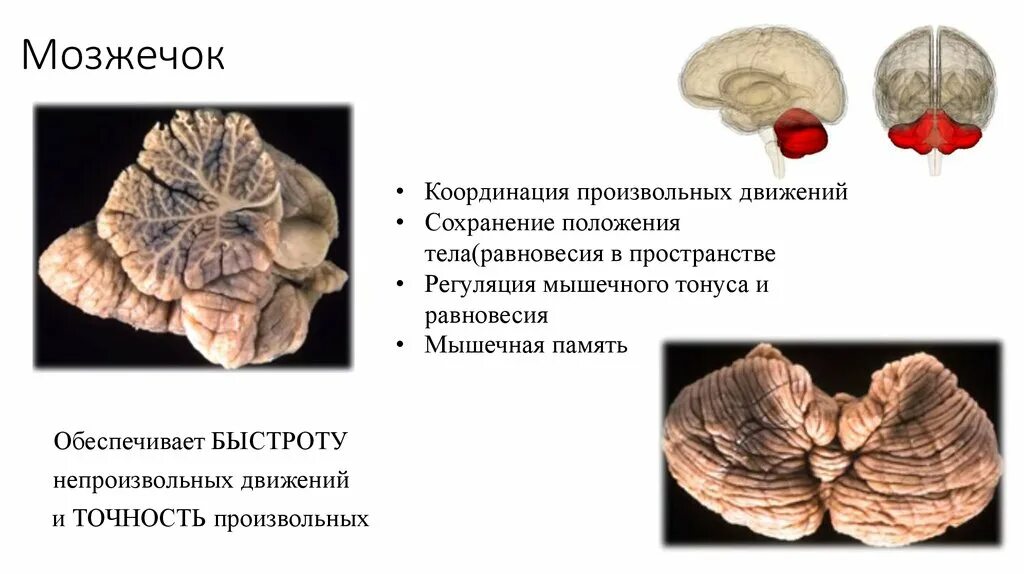 Функции мозжечка человека. Мозжечок координация. мозжечок анатомия кратко. тело мозжечка.