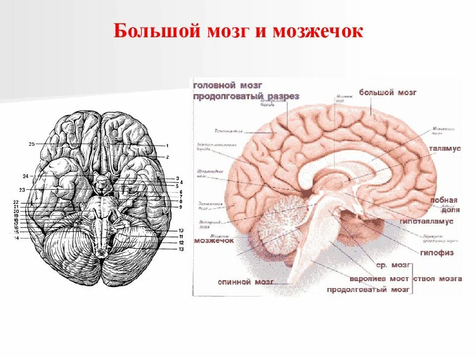 Доли головного мозга анатомия. Большой мозг строение. Головной мозг большой мозг. Расположение и строение большого мозга. Полушария большого мозга соединены