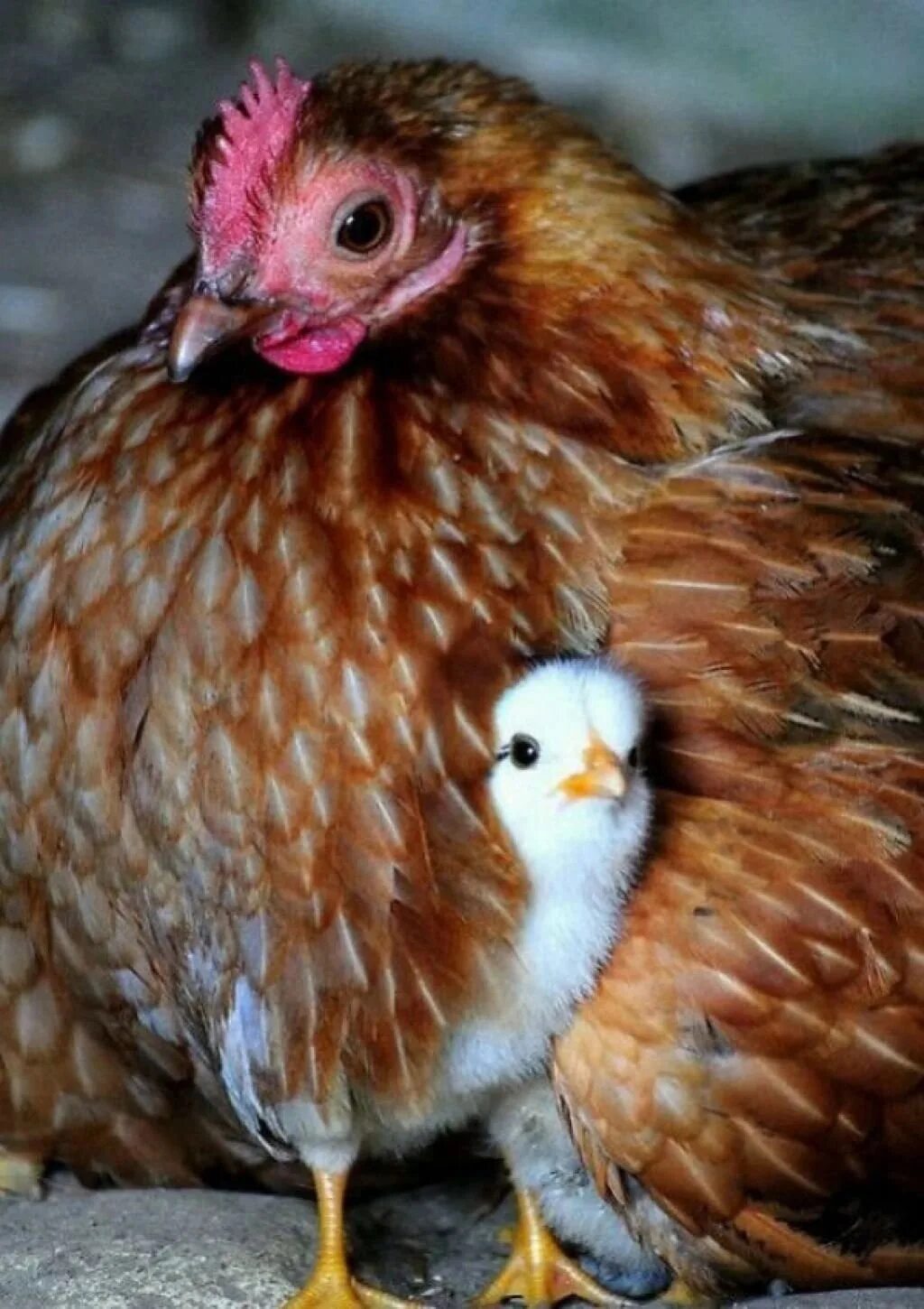 Кура наседка. Квочка Брама с цыплятами. Курочка наседка. Курица с цыплятами. Милая Курочка.