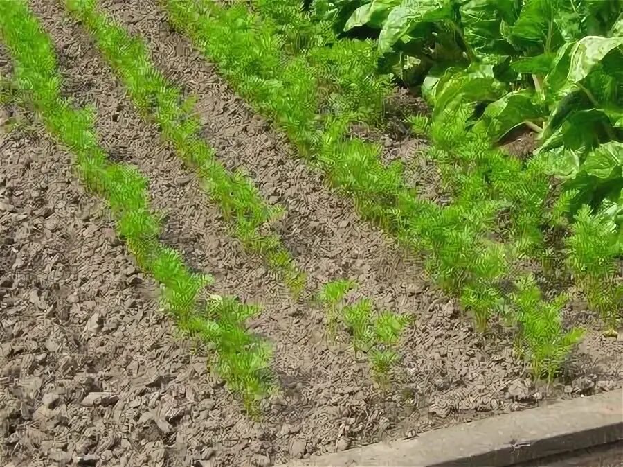 Подкормка свеклы в открытом грунте. Подкормка моркови свеклы в июле открытом грунте. Ому удобрение для свеклы и моркови. Чем подкормить морковь и свеклу в июле. Морковь в земле.