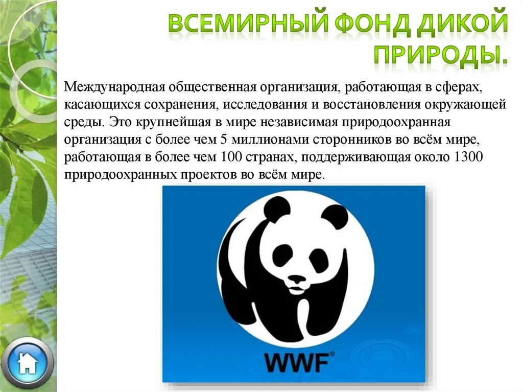 Фонд дикой природы WWF В России. Гринпис Всемирный фонд дикой природы. Всемирные фонд охраны природы (ВВФ). Всемирный фонл дикой природа.