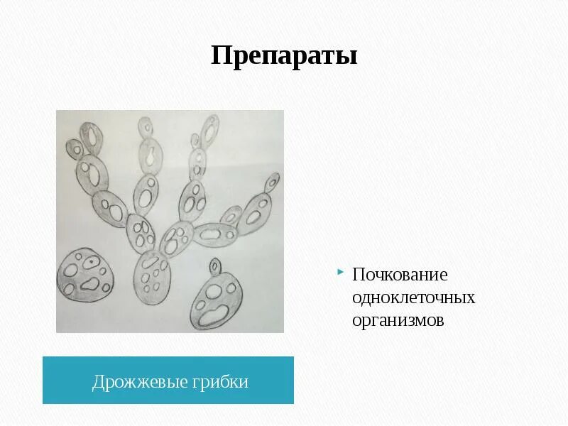 деление способ бесполого размножения. определите способ бесполого размножения. определите способ бесполого размножения. размножение организмов биология. виды бесполого размножения таблица 9 класс.