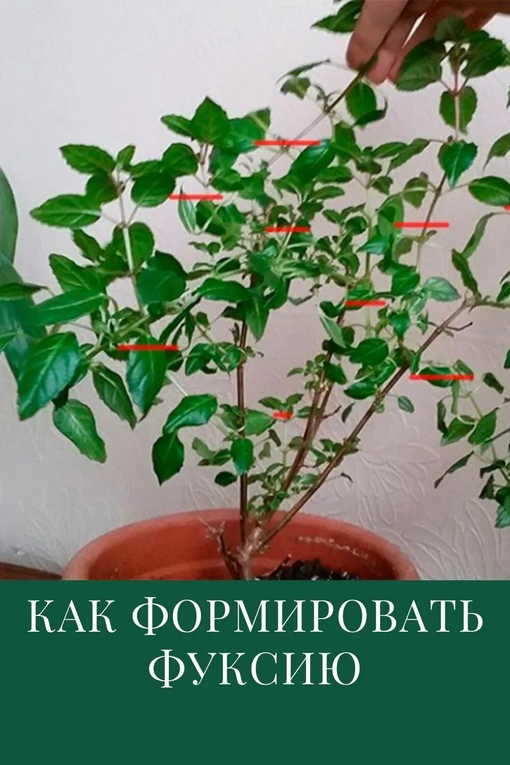 Как формировать комнатную