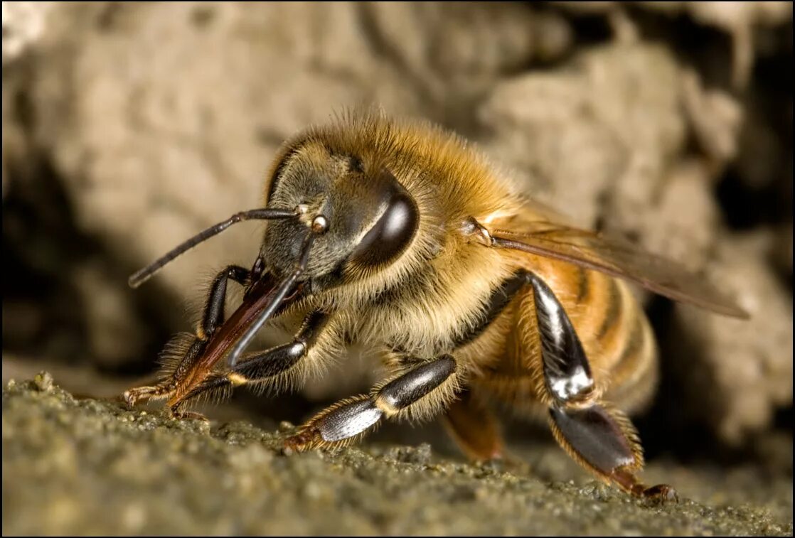 Апи пчела. APIS mellifera mellifera. Медоносная пчела. Медоносная пчела APIS. 9. Пчела медоносная (APIS mellifera).