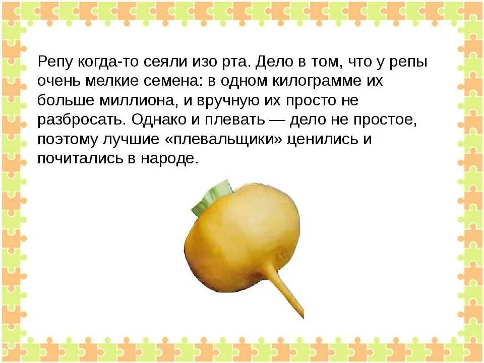 Разбор репа. Характеристика репы. репа культурное растение. репа это овощ или фрукт. репа полезные вещества.