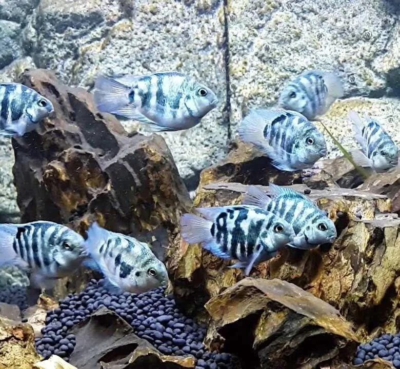 Совместимость с сапфировым попугаем
