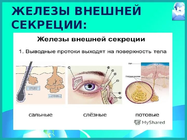 Органы внешней секреции человека. Эндокринная система внешней секреции. Железы внешней секреции строение. Железы внешней секреции примеры. Железы внутренней и внешней секреции.