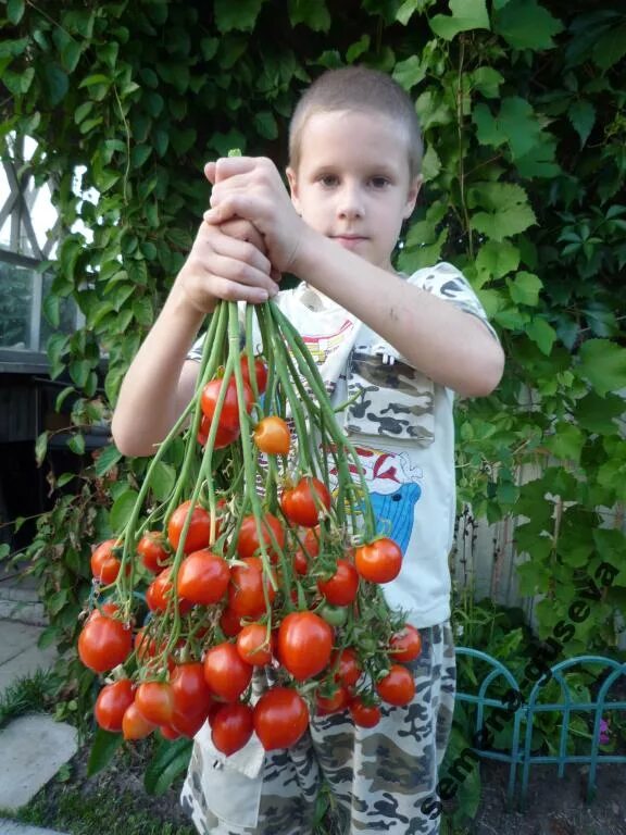 Томаты поцелуй герани отзывы фото урожайность. Томат Гераниум Кисс. Семена томат Гераниум Кисс. Биотехника томат поцелуй герани. Томат Гераниум Кисс поцелуй герани.