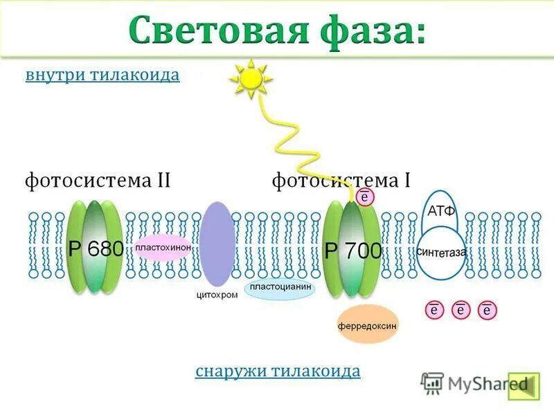Фермент тилакоида. Мембрана тилакоида схема. Тилакоид фотосинтез. Мембрана тилакоида фаза. Световая фаза в тилакоидах.