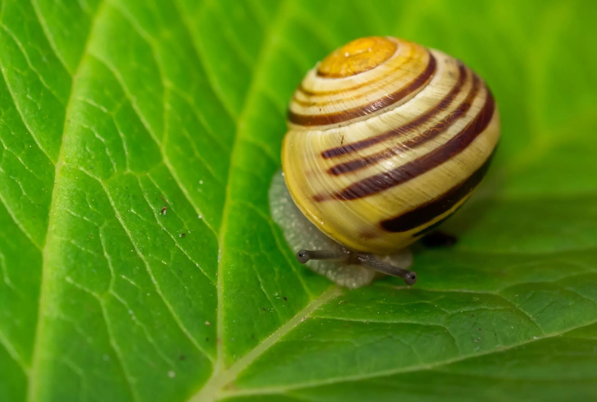 Полосатая улитка. Cepaea Hortensis. Улитка Садовая цепея. Улитка Садовая Cepaea Hortensis. Cepaea nemoralis Лесная улитка.