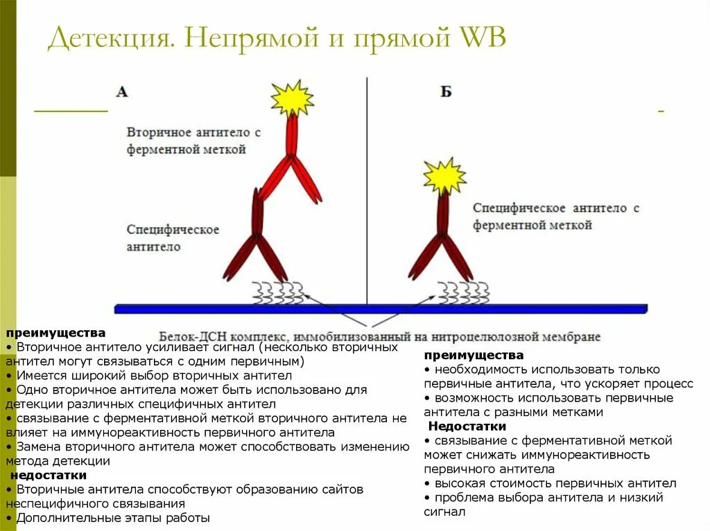 Первичные и вторичные антитела