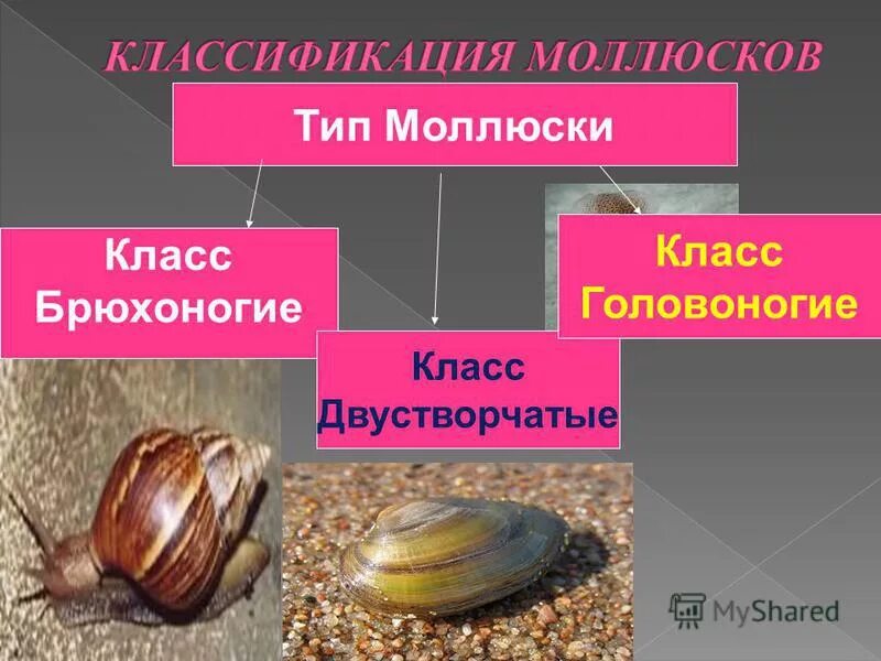 Класс двустворчатые и головоногие