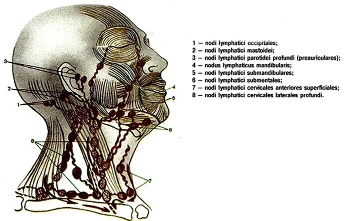 Схема лимфоузлов головы. Лимфатическая система шеи схема. Лимфатические сосуды головы и шеи анатомия. Лимфатические узлы головы и шеи анатомия. Лимфатические сосуды и узлы головы.