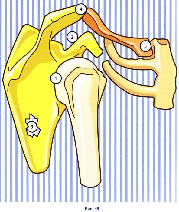 Типы соединения суставов. Кости голени и предплюсны тип соединения. Классификация суставов по форме суставных поверхностей таблица. Больные суставы. Сустав классификация суставов.