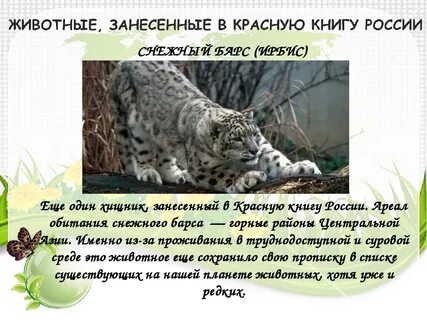 Какие животные входят в красную книгу