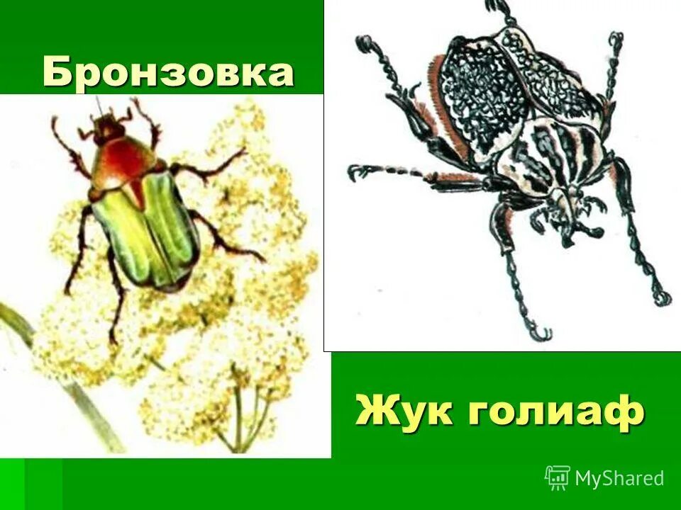 строение бронзовки. строение брозовика жука. строение бронзовки. золотистая бронзовка. функция жука бронзовки.