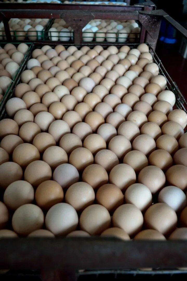 Купить инкубационное яйцо леггорн. Кобб 700 инкубационное яйцо. Инкубационное яйцо Кобб Mach. Инкубационное яйцо Доминант. Инкубаторские яйца.