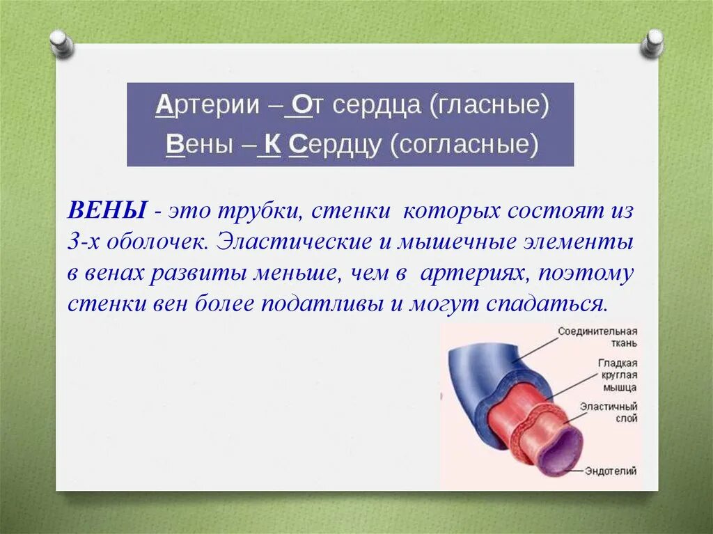 Стенка артерии. Стенки вен состоят из. Артерии и вены определение