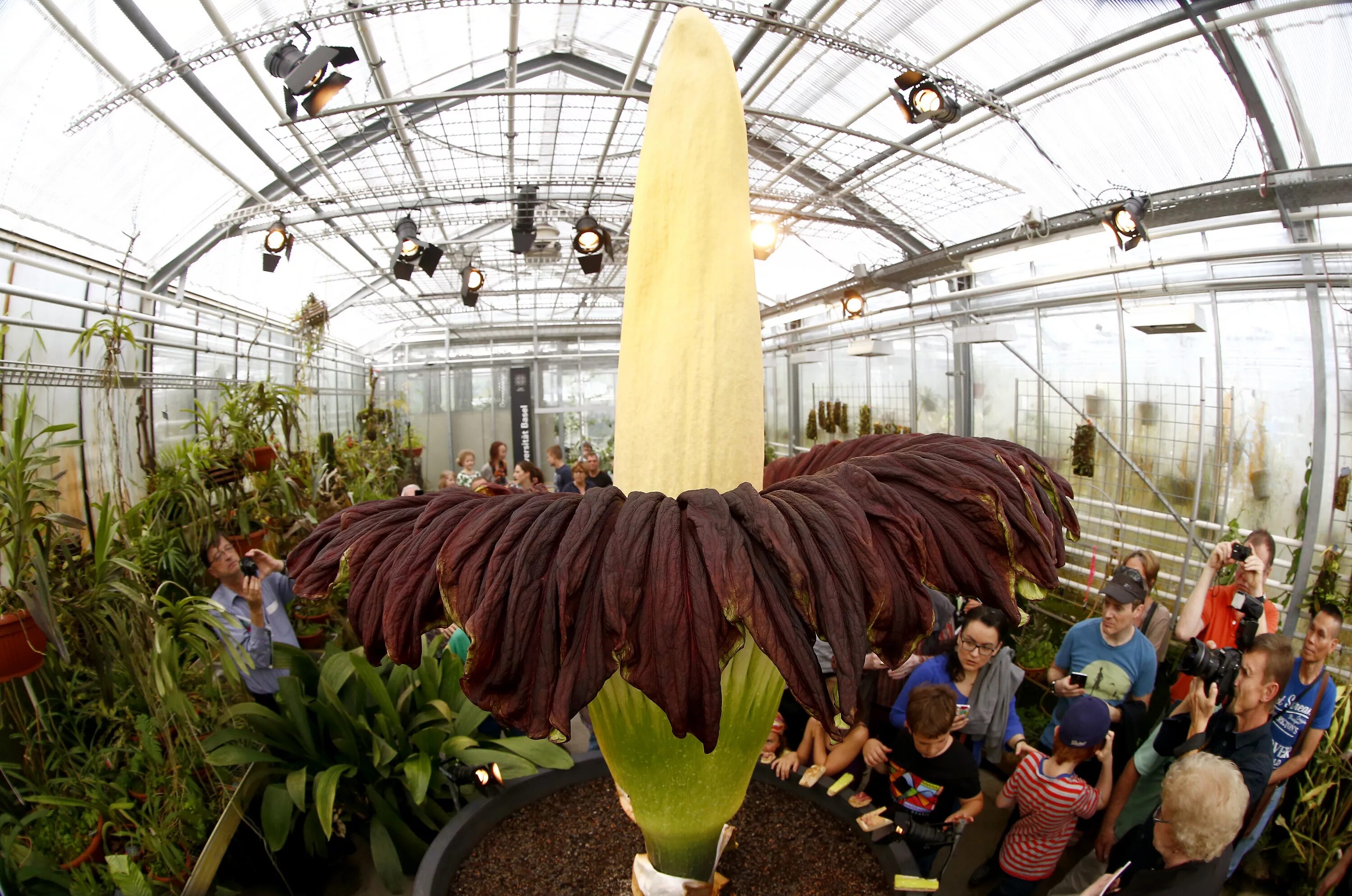 Huge plants. Аморфофаллус титанический. Змеиная Пальма Аморфофаллус. Аморфофаллус в Ботаническом саду. Аморфофаллус гигантский.