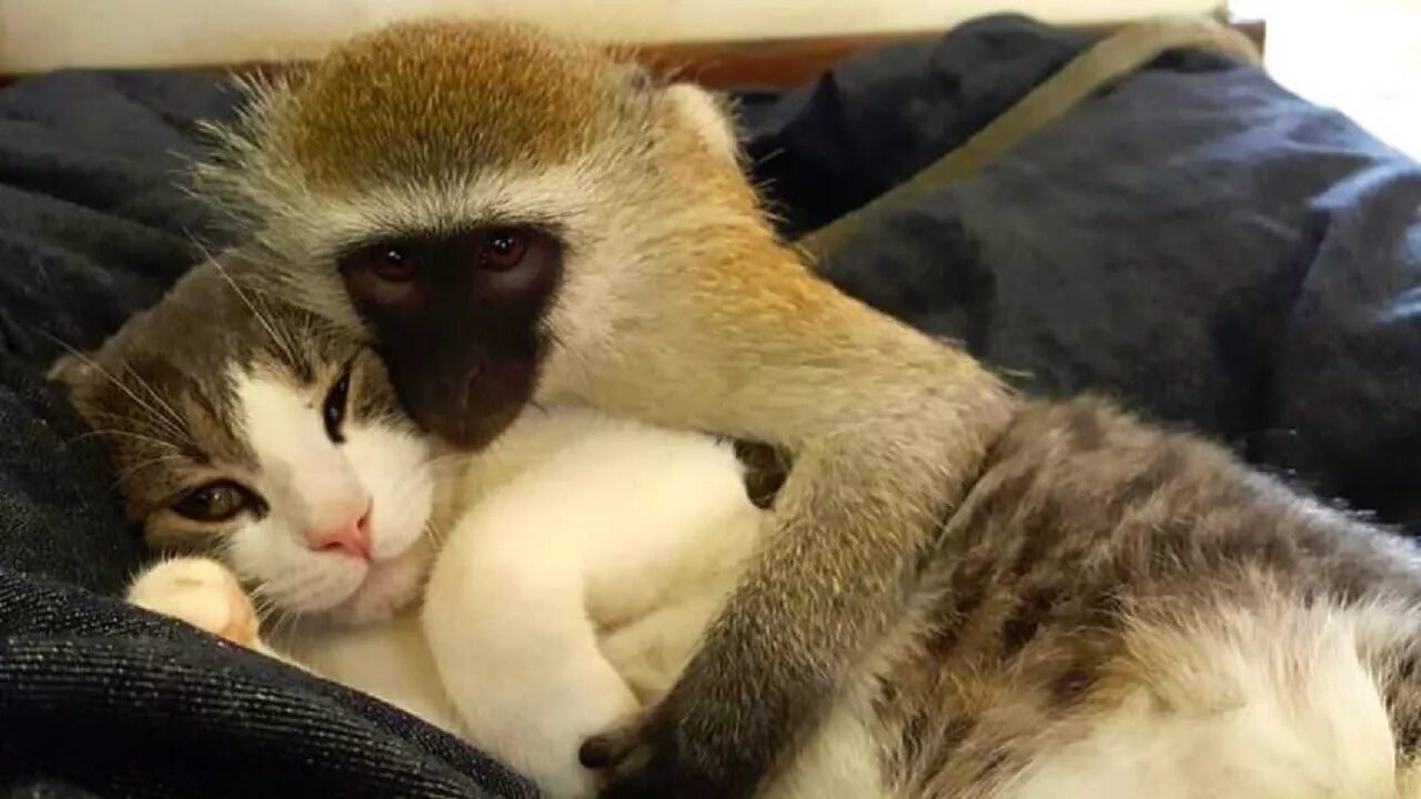 Коте обезьянка. Обезьяна обнимает кота. Обезьяна обнимает кошку. Обезьянка обнимает котенка. Обезьяна и котенок.