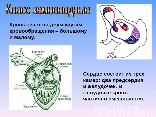 Камеры сердца амфибий. Земноводные сердце. кровеносная система кровь 7 класс. спиральный клапан у амфибий.