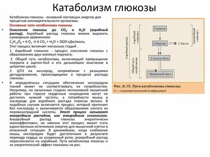 Энергетический выход катаболизма