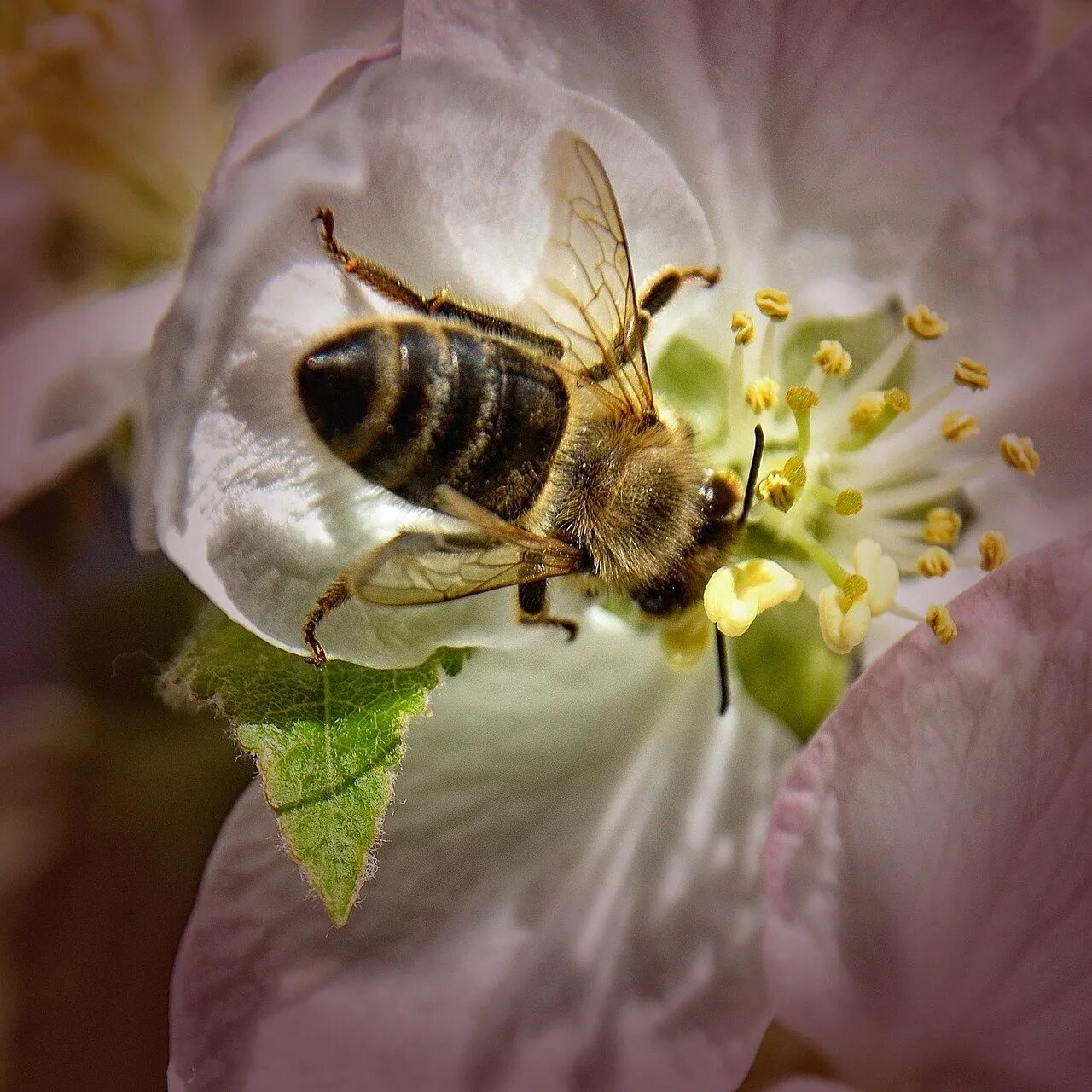 Пчелы и другие насекомые. Пчела опыляет яблоню. Шмель опыляет яблоню. Опыление яблони пчелами. Пчела на цветке.
