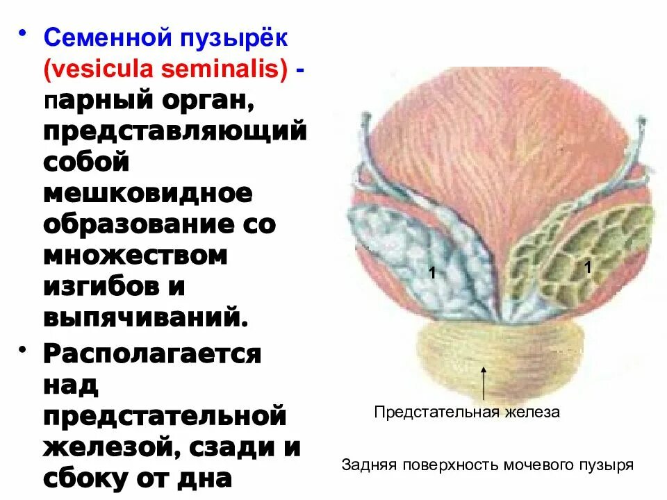 Семенные пузырьки простаты. Семенные пузырьки анатомия строение. Строение стенки семенного пузырька. Строение предстательной железы. Предстательная железа и семенные пузырьки анатомия.