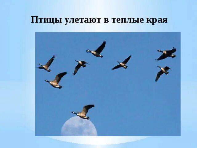 Canadian goose, Animals, Art inspiration