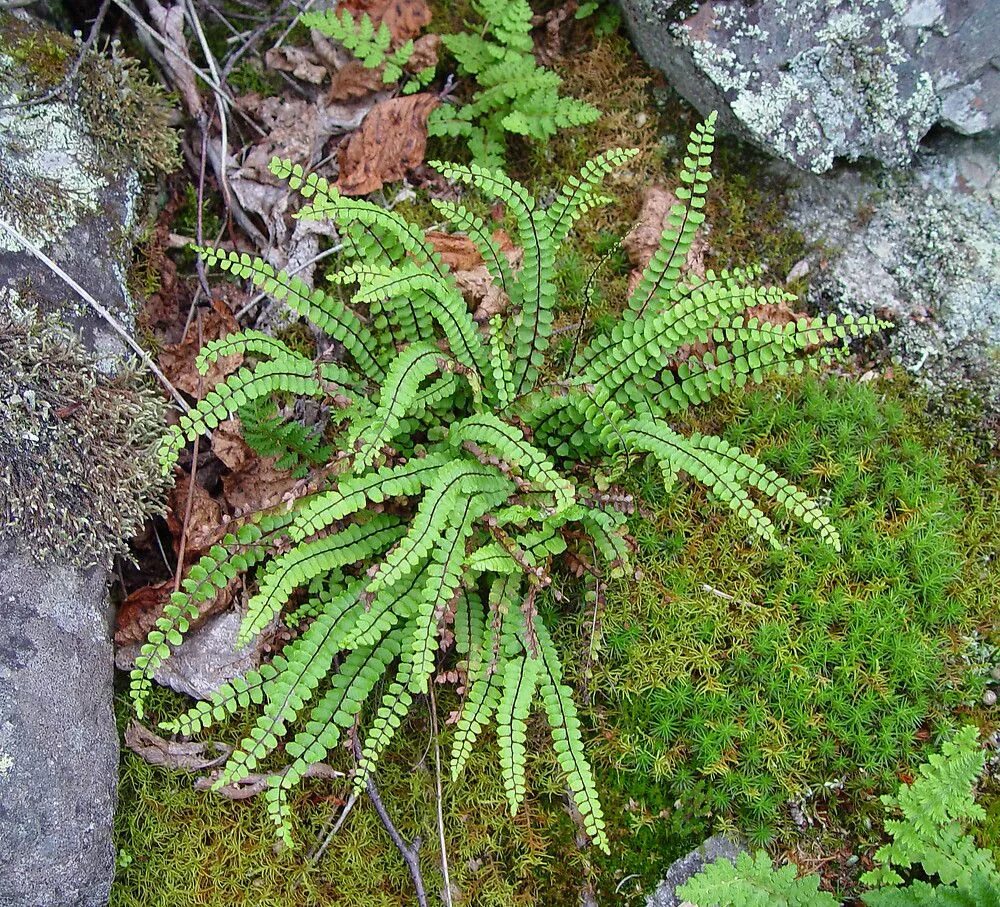 Костенец саянский. Папоротник асплениум. Костенец волосовидный (asplenium trichomanes). Папоротник костенец степной. Костенец волосовидный.